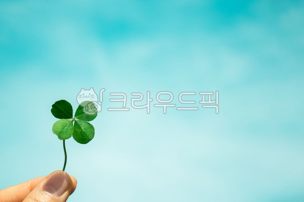 symbol,luck,hands,body part,four leaves,sky background,happy,fingers,good,fourleafclover,leaves,four,bodypart,sky,natural,clover,good luck,background,plant,lucky,shamrock,happiness,grass,hand,finger,four leaf clover,fortune,green,nature,leaf,fortunate,out