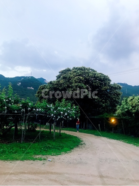 풍경,자연,나무,길,굽은길,outdoors,옥외,person,사람,human,인간,꽃,light,빛,구름,하늘,산,mountain,큰나무,공기,힐링,푸른하늘,회색하늘,고즈넉