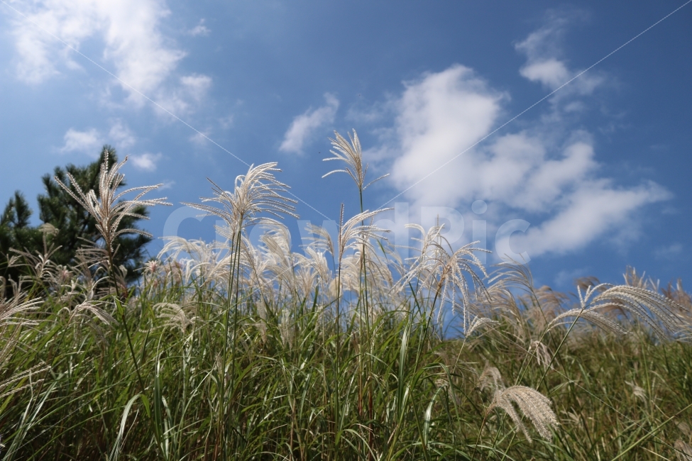 억새,오름,제주도,구름,하늘,가을,가을,계절,fall,autumn,season,자연,풍경,nature,landscape,식물,plants,plant,grass,잔디,lawn,reed,갈대