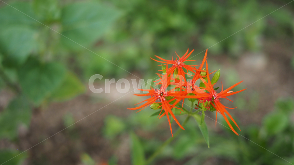 야생화,꽃,color,wildflower,flower