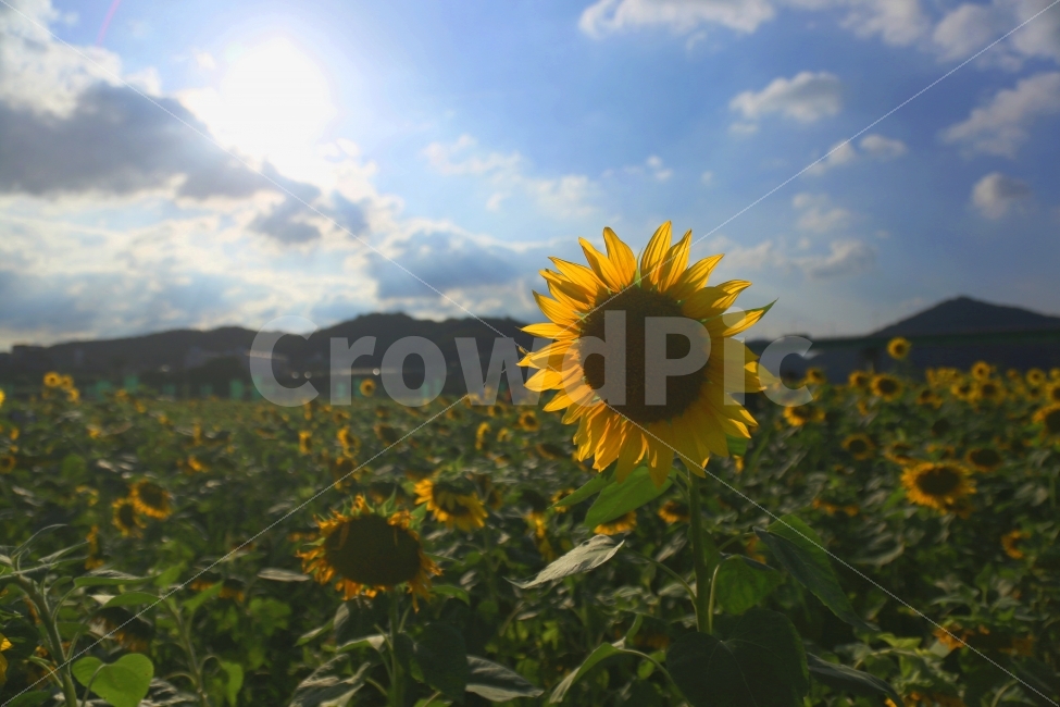 해바라기,꽃,하늘,구름,가을,자연,풍경,nature,landscape,식물,plants,꽃,flower,plant,blossom
