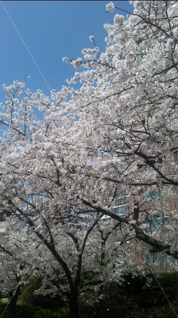 꽃,벚꽃,나무,하늘,야외,식물,자연,plants,nature,꽃,flower