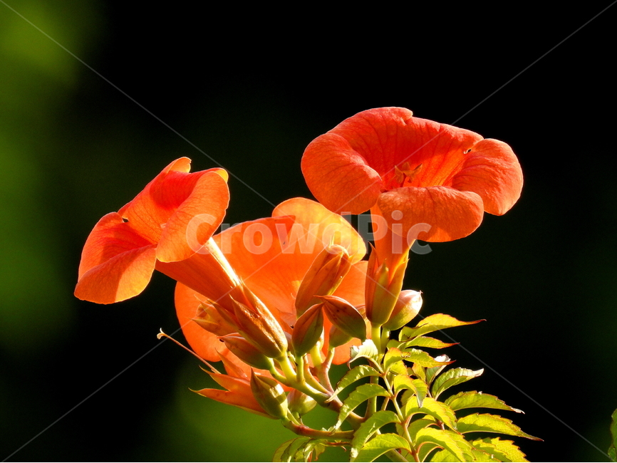 식물,꽃,능소화,plant,flower,식물,자연,plants,nature,꽃,flower
