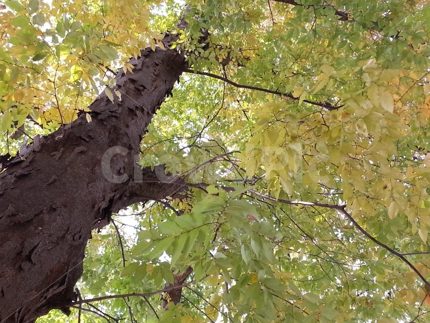 가을,단풍,나무,낙엽,강원도,가을,계절,fall,autumn,season,식물,자연,plants,nature,나무,trees,wood,tree,plant,tree trunk,나무 줄기