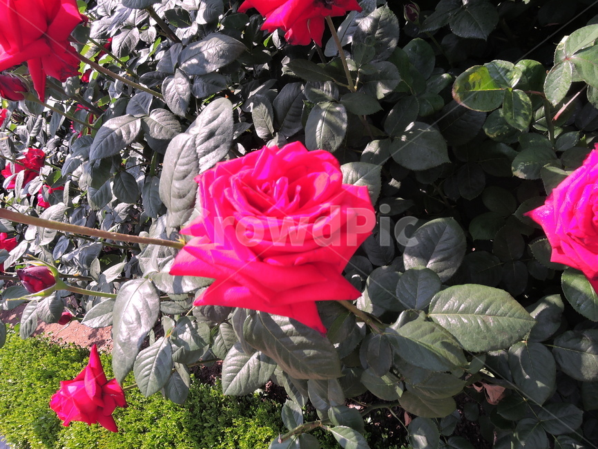 장미,장미원,장미꽃,flower,rose,꽃,식물,화원,장미공원,공원,식물,자연,plants,nature,꽃,flower