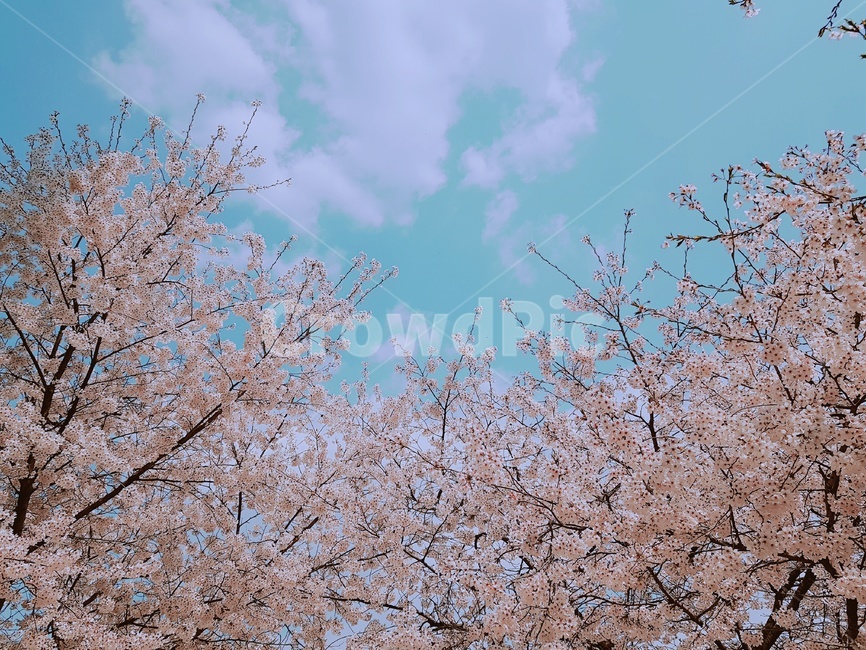 하늘,구름,자연,봄,꽃,벚꽃,맑음,하늘색,분홍색,푸름