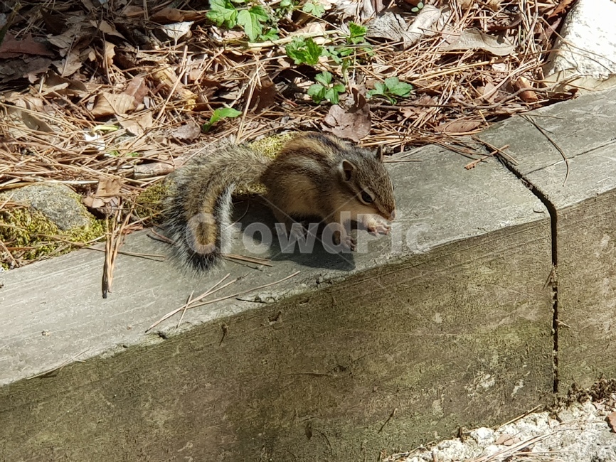 다람쥐,동물,야생동물,줄무늬다람쥐,squirrel,chipmunk,포유류,동물,animal,포유류,mammal