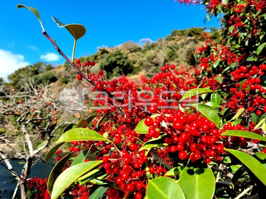 하늘,구름,뭉게구름,열매,야생열매,먼나무열매,빨강열매,plant,식물