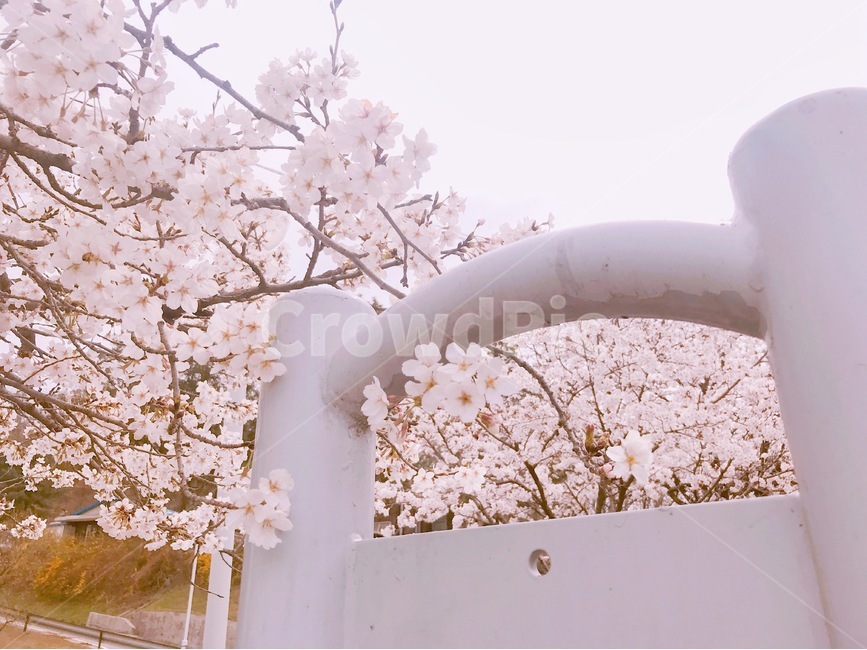 봄,봄꽃,벚꽃,벚나무,감성사진,봄,계절,spring,season,꽃,flower,감성,sensible,feeling,plant,식물,blossom,cherry blossom