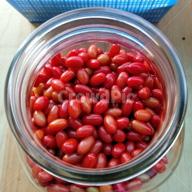 plant,식물,열매,산수유,붉은열매,층층나무과,과일,열매,fruit