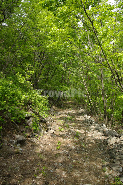 산길,길,숲,나무,풍경,식물,초록,자연,풍경,nature,landscape,ground,바닥,gravel,자갈,road,도로,dirt road,흙길