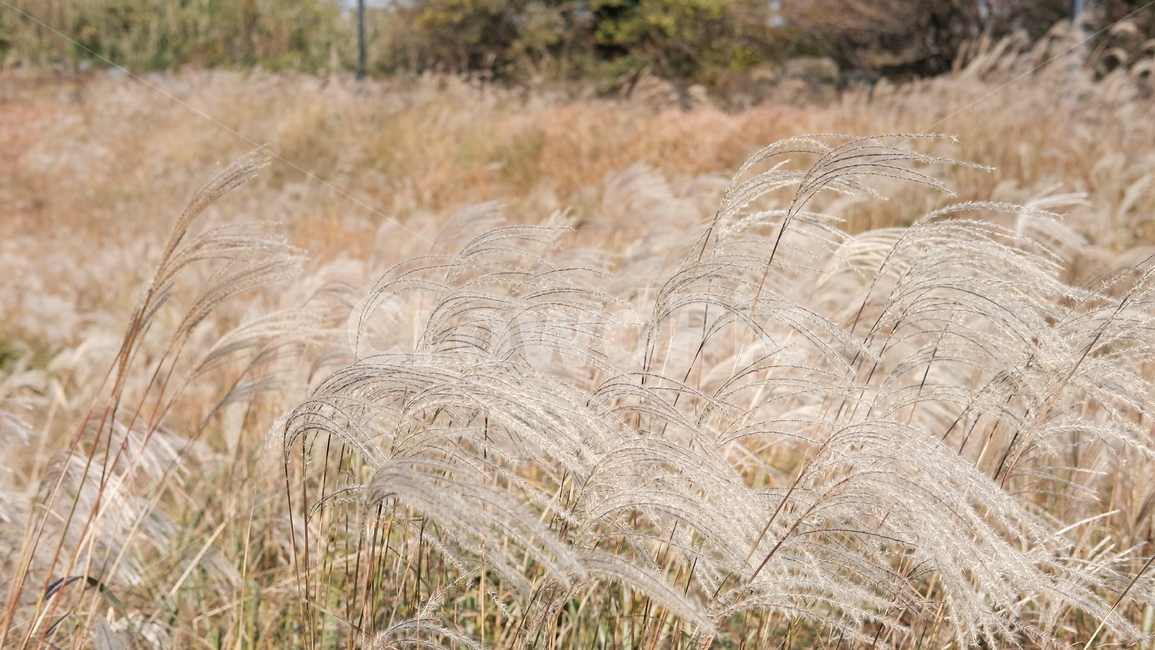 갈대,자연,가을,제주,reed,forest,nature,jeju