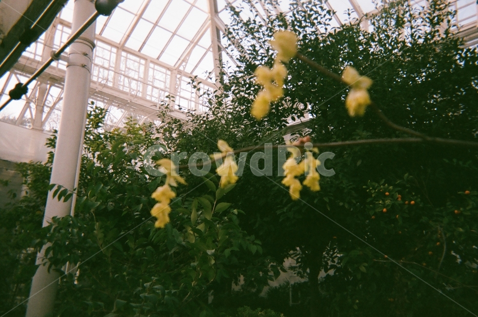 꽃,식물원,식물,flower,yellow,노랑,봄,필름,film,풍경,나무,tree,온실