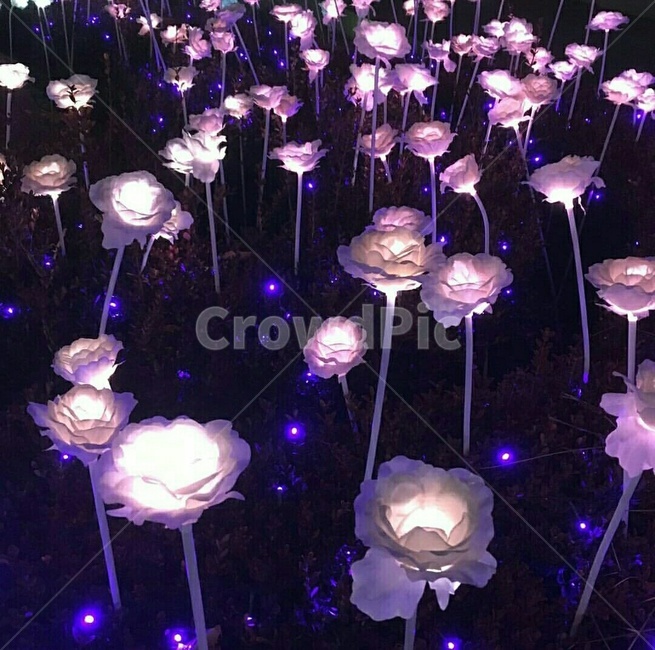 조명,야경,밤,분위기,led,꽃,도시야경,빛,화려함,화려한밤,디자인,아름다운,led꽃,예쁜꽃,플라워,화려한