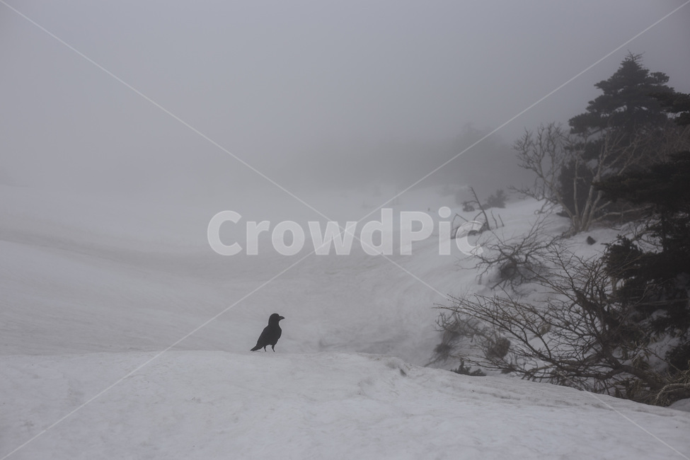제주,한라,눈,snow,까마귀,bird,새,한라산,등반,겨울,계절,winter,season,자연,풍경,nature,landscape,동물,animal,조류,새,birds,outdoors,옥외,weather,날씨