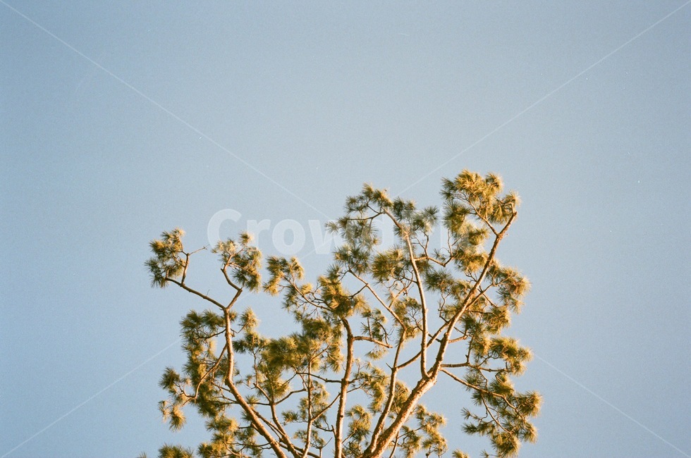 나무,하늘,깔끔한,배경화면,심플,식물,자연,plants,nature,나무,trees,wood