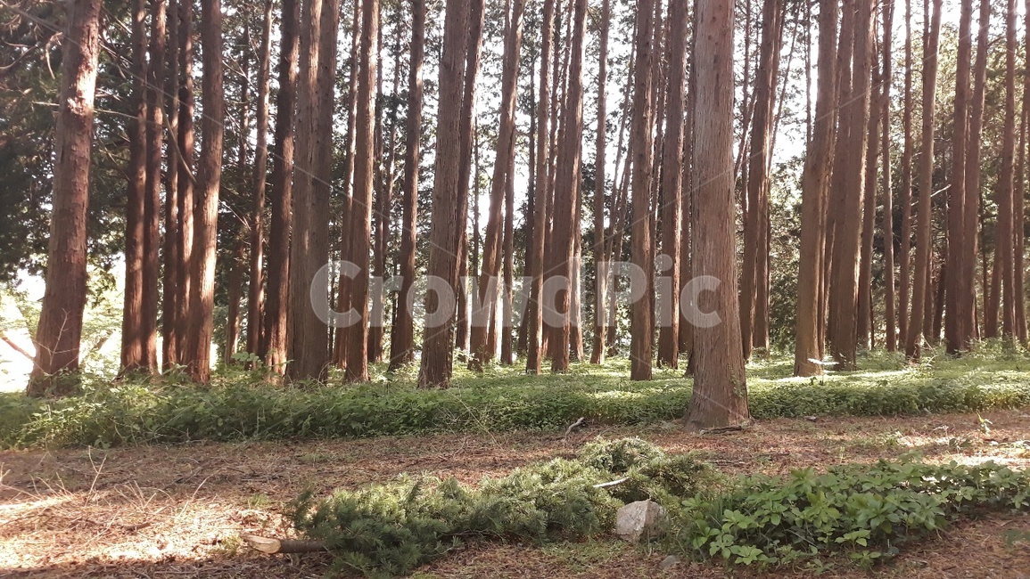 가지,숲,수림,자연,풀,오후,햇살,그림자,야생,휴식,나무,trees,wood