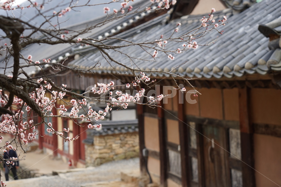 봄,홍매화,기와,매화,꽃,blossom,선암사