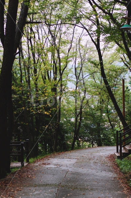 자연,풍경,산책,산책로,감성,감성사진,사진,탑산,관광지,자연,풍경,nature,landscape,한국자연풍경,한국자연경관,korea nature landscape,tree,나무,plant,식물,path,통로
