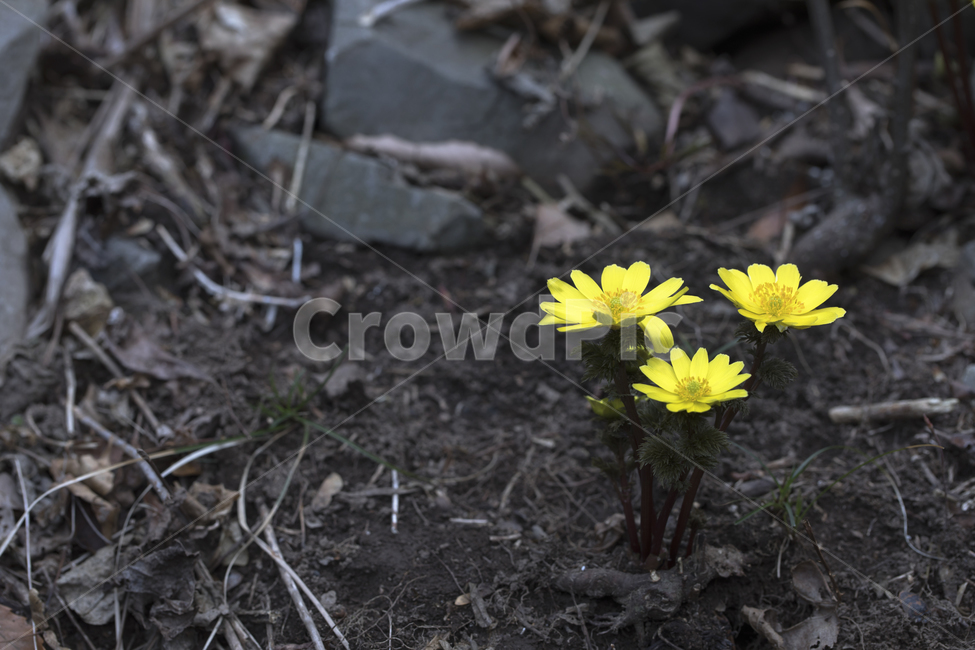 복수초,봄꽃,설련,장춘화,미나리아재비과,식물,자연,plants,nature,꽃,flower
