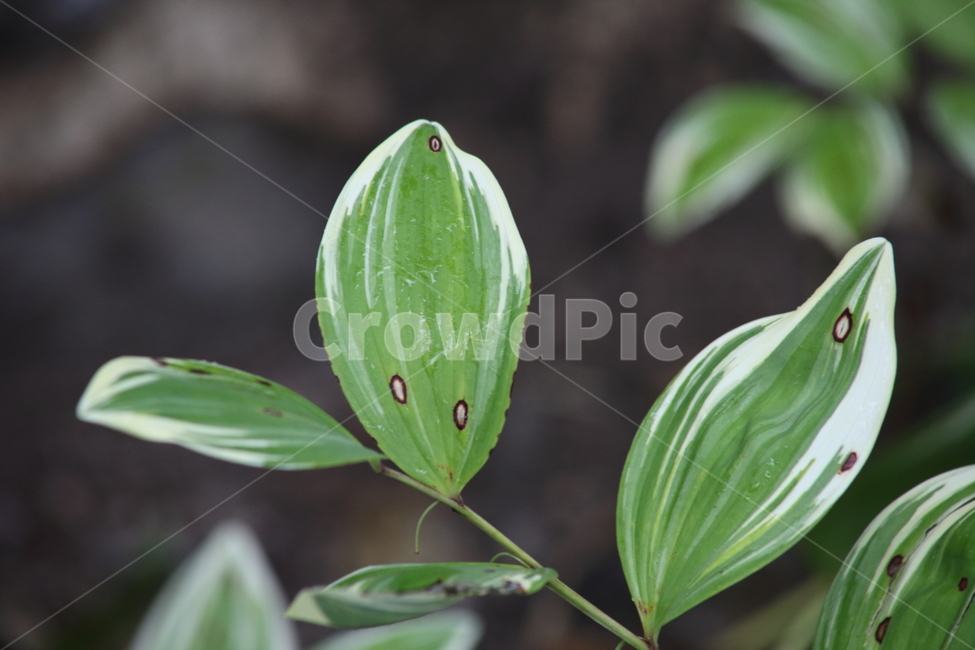 잎,무늬둥굴레,둥굴레,식물,variegatelessersolomonsseal