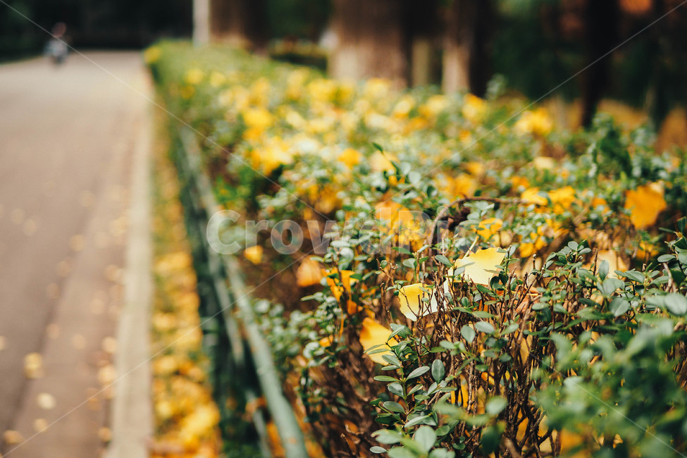 단풍,단풍나무,은행잎,낙엽,나뭇잎,가을,가을단풍,가을,계절,fall,autumn,season,plant,식물