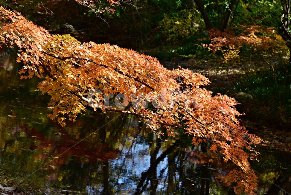 가을단풍,단풍,풍경,감성,단풍나무,꽃단풍,가을,계절,fall,autumn,season,leaf,잎,plant,식물,tree,나무,maple