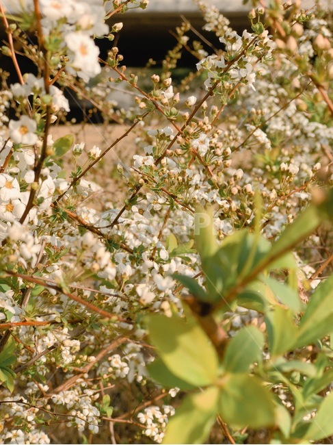 조팝나무,조팝꽃,흰꽃,꽃,봄,spring,감성,감성사진