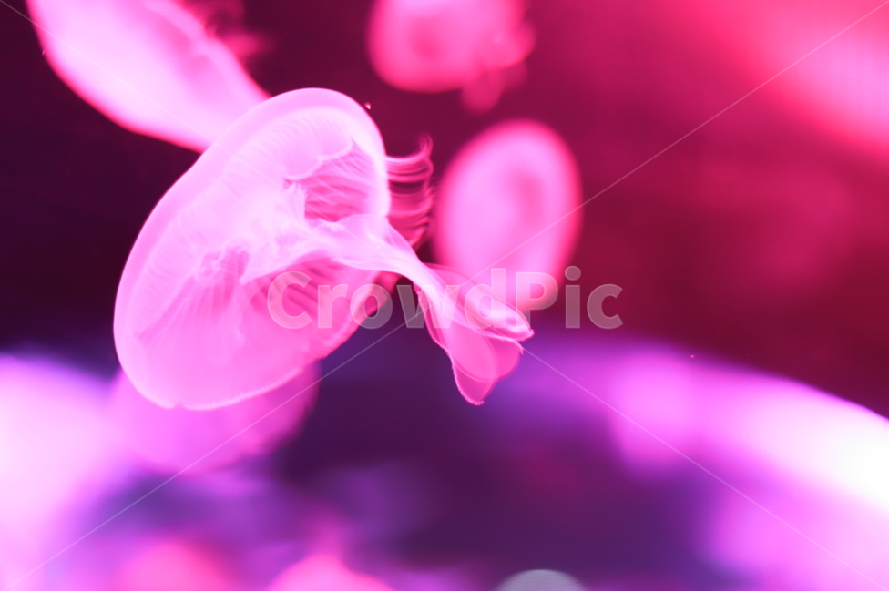 해파리,수족관,바다생물,바다,관상용,어조,어항,동물,animal