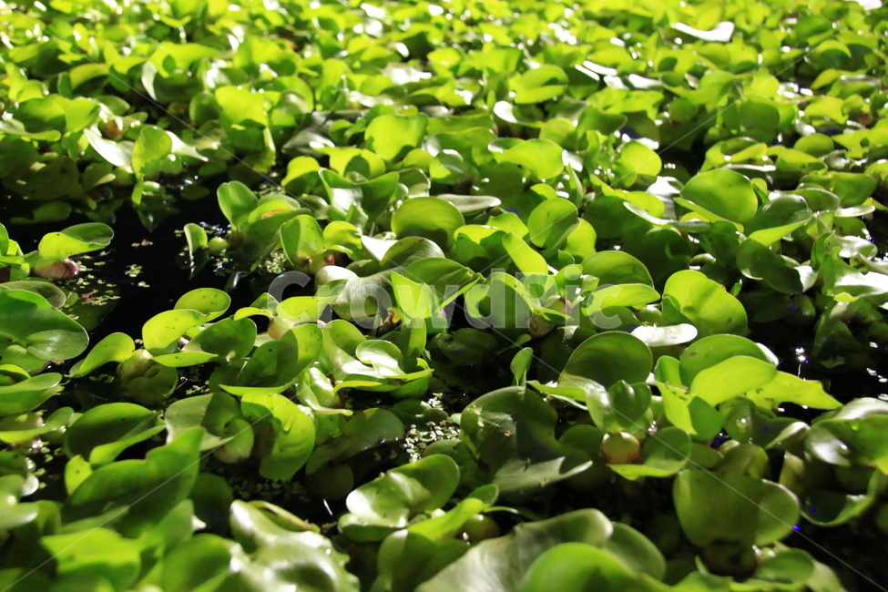 부레옥잠,부유식물,수생식물,식물,연못,여름,녹색식물,정원,그림자,명암,plants,nature,식물,자연,plants,nature