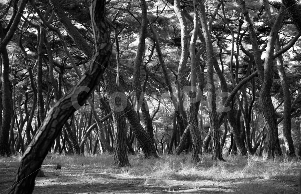 경주,삼릉,남산,소나무,흑백,빛,여행,자연,풍경,nature,landscape,한국자연풍경,한국자연경관,korea nature landscape,식물,plants,나무,trees,wood,흑백,모노톤,monochrome,black and white,plant,tree,tree trunk,나무 줄기
