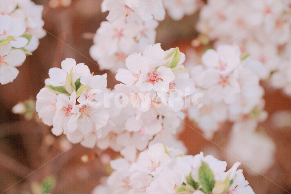 봄,벚꽃,꽃,봄날,빛,아침,나무,자연,나들이,봄,계절,spring,season,식물,자연,plants,nature,꽃,flower,감성,sensible,feeling,색깔,색상,색채,색감,color sense,color sensitivity,feeling of color,plant