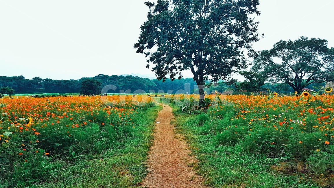 경주,꽃밭,풍경,자연,꽃,자연,풍경,nature,landscape,field,들,road,도로,gravel,자갈,dirt road,흙길
