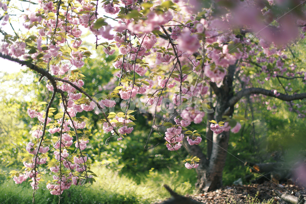 겹벚꽃,경주,핑크,봄,왕벚꽃,봄,계절,spring,season,식물,자연,plants,nature,꽃,flower,plant,blossom,cherry blossom,벚꽃