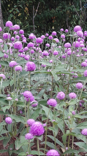 인천나비공원,천일홍,보라색,식물,꽃,식물,자연,plants,nature