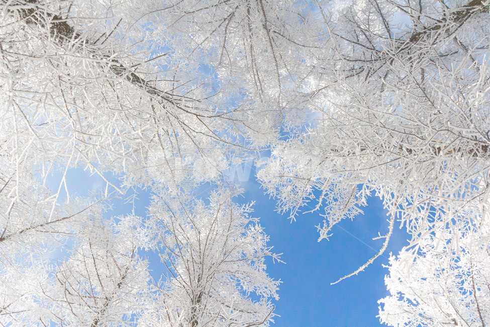 겨울,눈,나무,눈꽃,자연,겨울,계절,winter,season,자연,풍경,nature,landscape