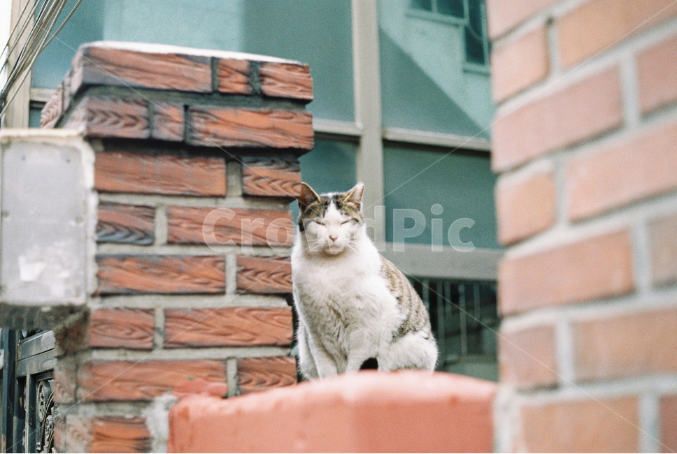 길고양이,길냥이,고양이,유기묘,도둑고양이,동물,animal,포유류,mammal,고양이,cat,kitten,kitty