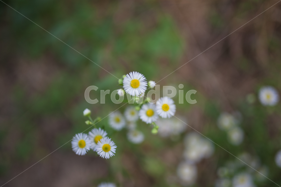 꽃,개망초,식물,봄,flower,식물,자연,plants,nature,꽃,flower
