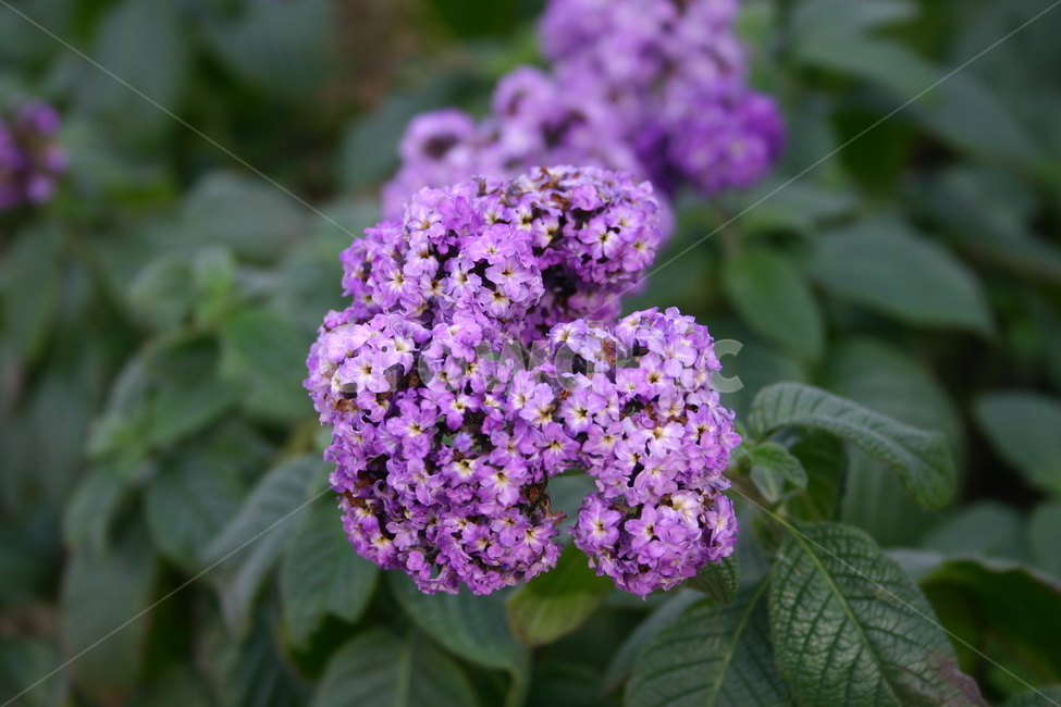 보라,수국,꽃,라일락,식물원,정원,식물,violet,lilac,tree,leaf,plant,green,nature,leaves,branch,fruit,isolated,spring,fresh,foliage,flower,garden,agriculture,flora,growth,forest,herb,organic,blossom,pine,macro,closeup,closeup,natural,twig,bloom,beauty,blooming,beautiful,petal,season,outdoors,environment,freshness,lush,grass,bouquet