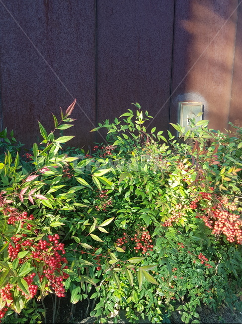 plant,식물,bush,vegetation,vine,덩굴,백량금,천량금,자금우,열매,빨간열매,나무,먼나무,식물,자연,plants,nature