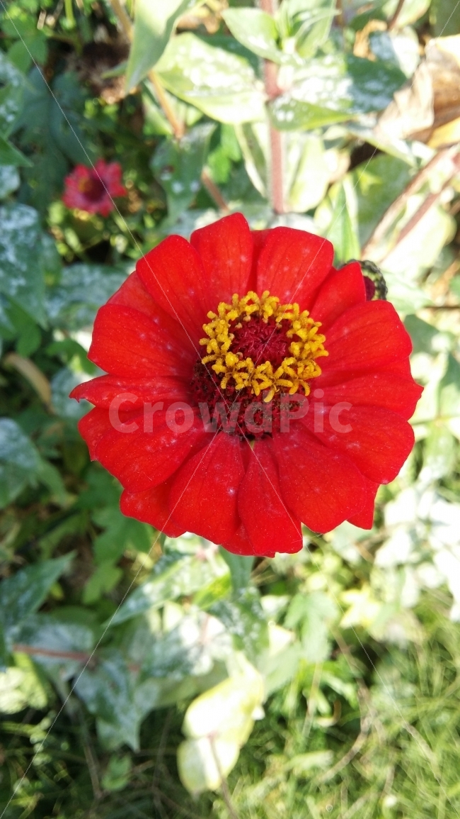 가을,꽃,백일홍,가을꽃,야생화,들꽃,붉은,식물,자연,plants,nature,꽃,flower