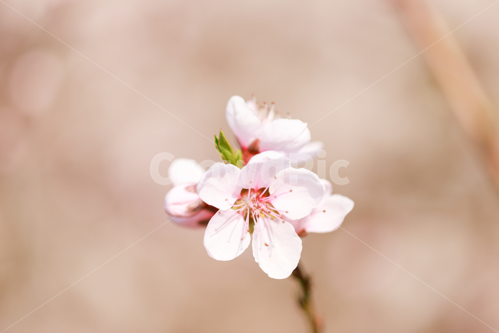 꽃,봄,식물,벚꽃,핑크,plant