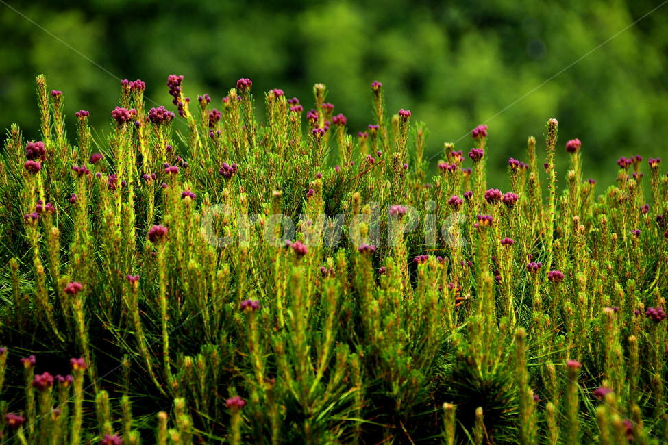 식물,초록,나무,꽃,자연,식물,자연,plants,nature,꽃,flower