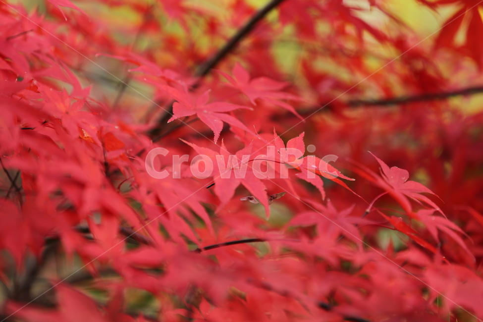 단풍,단풍나무,가을,붉은나무,홍단풍,가을,계절,fall,autumn,season,plant,식물,leaf,잎,tree,나무