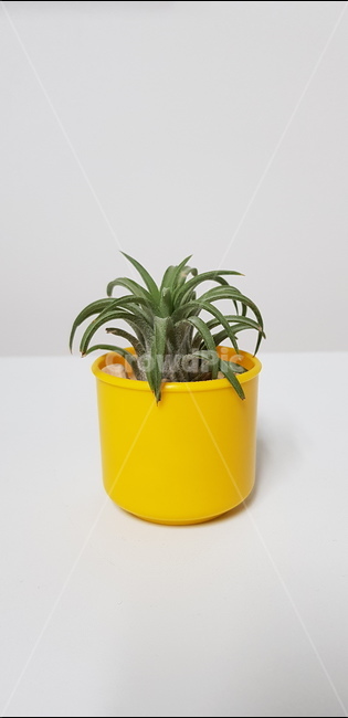 틸란드시아,공기정화식물,식물,plant,이오난사,식물,자연,plants,nature