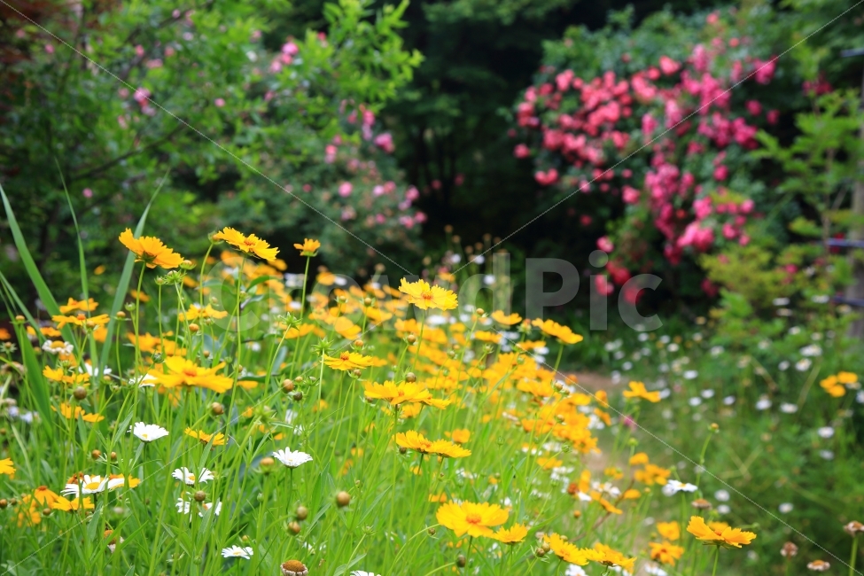 노란코스모스,장미,5월의꽃,죽화경,담양여행,식물,꽃,식물,자연,plants,nature,꽃,flower