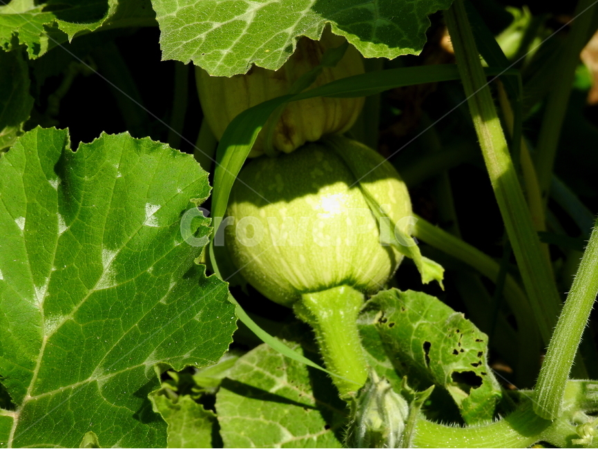 식물,채소,야채류,호박,풍경,식물,자연,plants,nature,채소,야채,vegetables