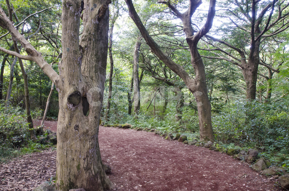 제주,제주도,비자림,비자나무,숲,나무,그린,초록,풍경,자연,배경,자연,풍경,nature,landscape,tree,tree trunk,나무 줄기,plant,식물
