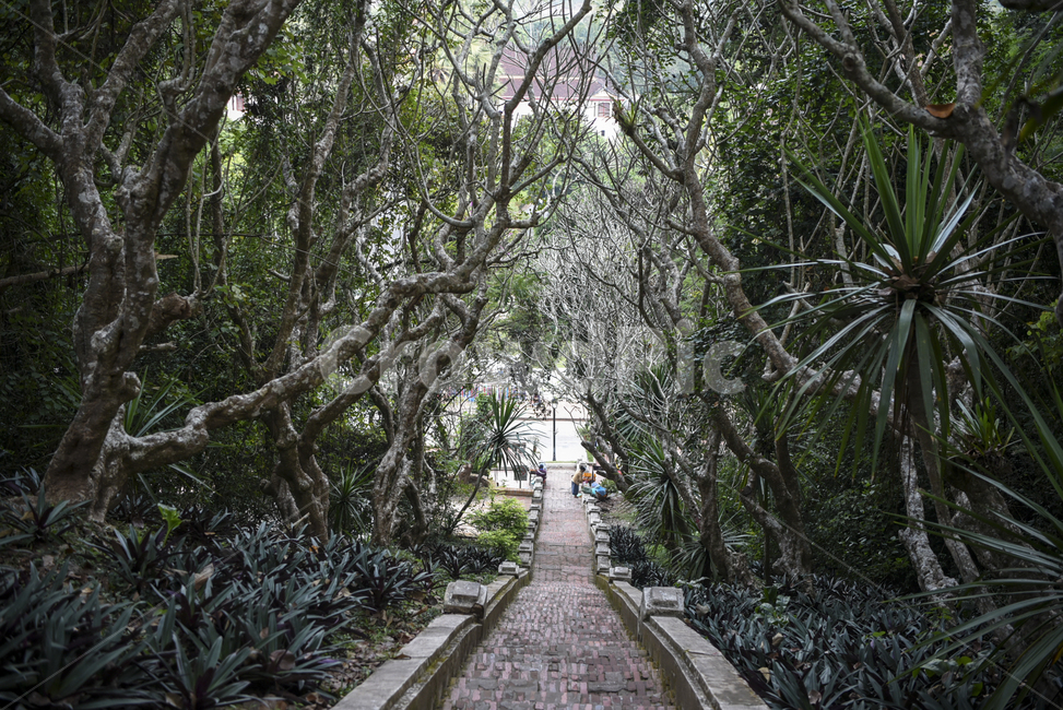 계단,산,나무,특이한나무,길,자연,풍경,nature,landscape,outdoors,옥외,garden,정원,arbour,정자,flagstone,판석,path,통로,walkway,보도
