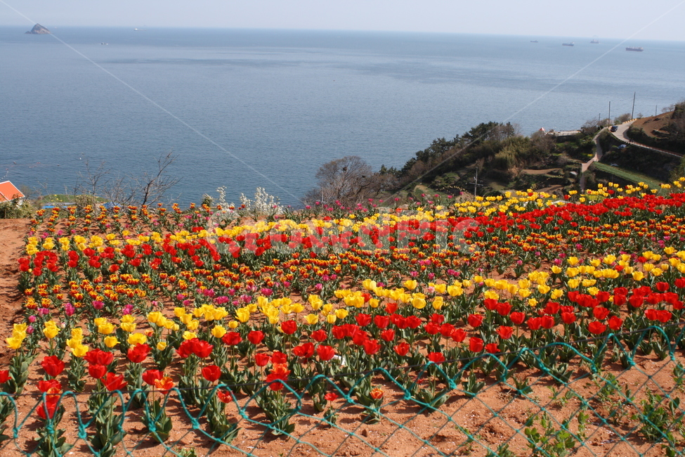 남해,튤립,꽃,자연풍경,꽃밭,자연,풍경,nature,landscape,식물,plants,꽃,flower,plant,blossom